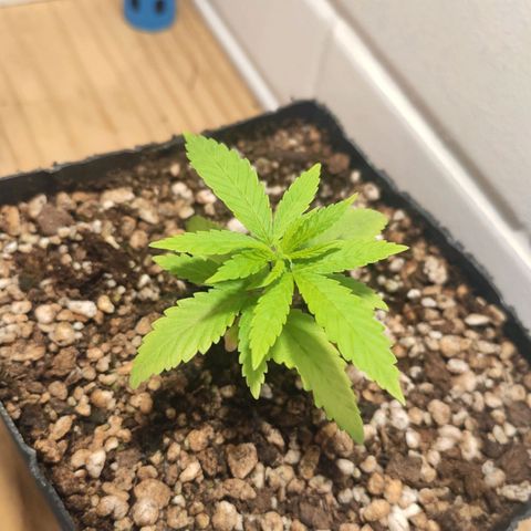 1 - Rock Baby - OG Kush growlog timeline photo