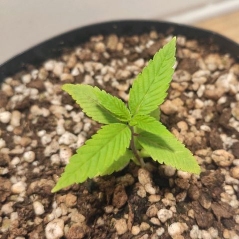 1 - Esperança - OG Kush growlog timeline photo