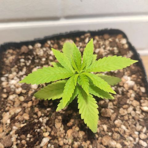 1 - Rock Baby - OG Kush growlog timeline photo