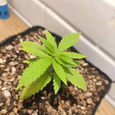 1 - Rock Baby - OG Kush growlog timeline photo