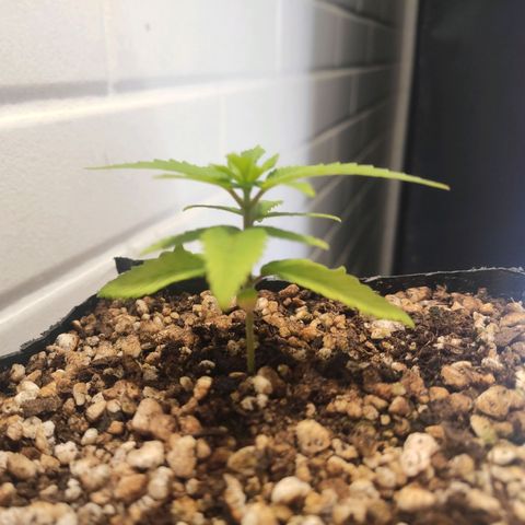 1 - Rock Baby - OG Kush growlog timeline photo