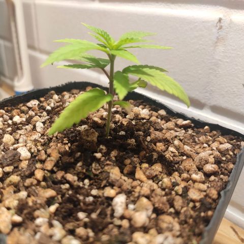 1 - Rock Baby - OG Kush growlog timeline photo