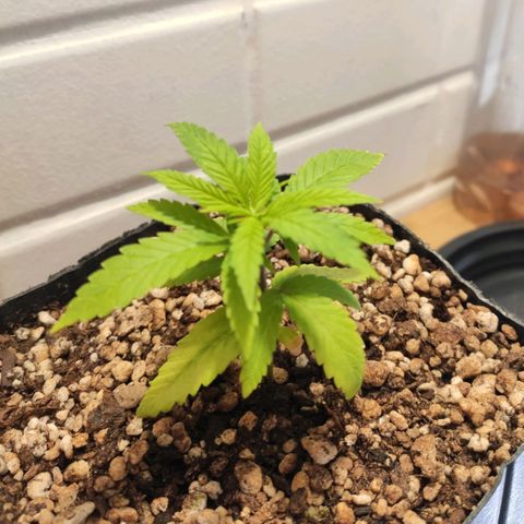 1 - Rock Baby - OG Kush growlog timeline photo