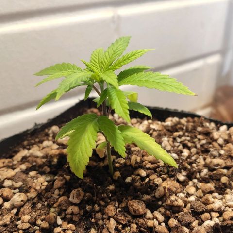 1 - Rock Baby - OG Kush growlog timeline photo