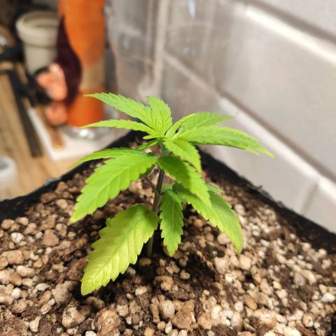 1 - Rock Baby - OG Kush growlog timeline photo