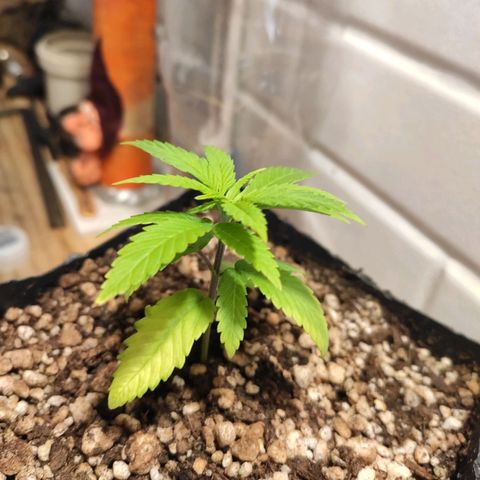 1 - Rock Baby - OG Kush growlog timeline photo