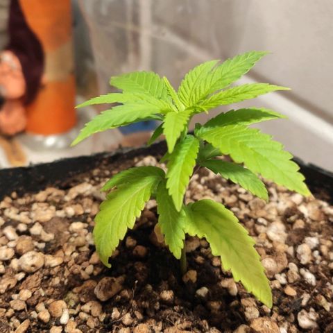 1 - Rock Baby - OG Kush growlog timeline photo