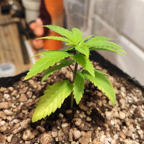 1 - Rock Baby - OG Kush growlog timeline photo