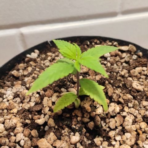 1 - Esperança - OG Kush growlog timeline photo