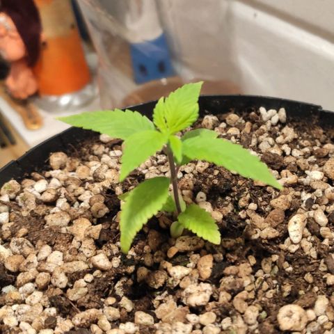 1 - Esperança - OG Kush growlog timeline photo