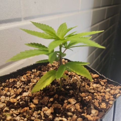 1 - Rock Baby - OG Kush growlog timeline photo