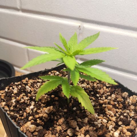 1 - Rock Baby - OG Kush growlog timeline photo