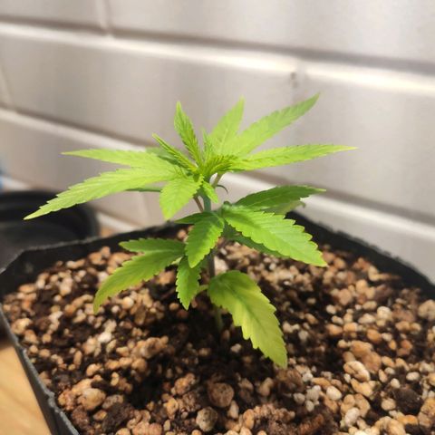 1 - Rock Baby - OG Kush growlog timeline photo