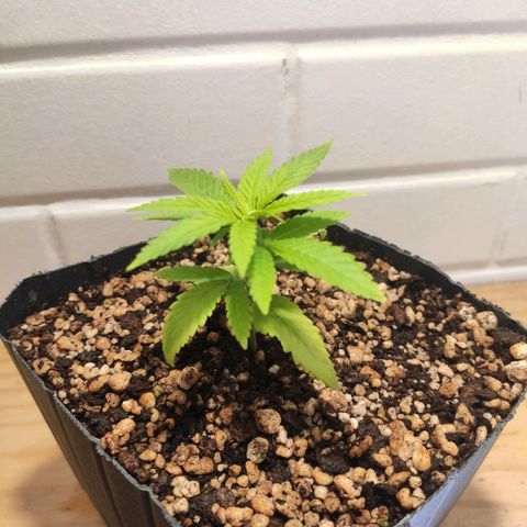 1 - Rock Baby - OG Kush growlog timeline photo