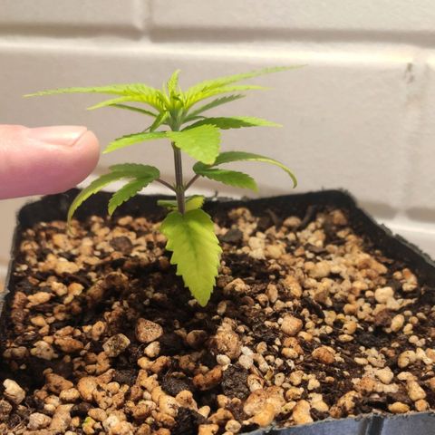 1 - Rock Baby - OG Kush growlog timeline photo
