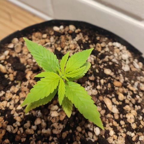 1 - Esperança - OG Kush growlog timeline photo