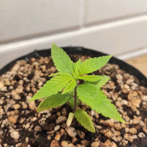1 - Esperança - OG Kush growlog timeline photo