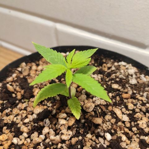 1 - Esperança - OG Kush growlog timeline photo
