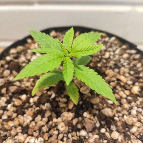 1 - Esperança - OG Kush growlog timeline photo