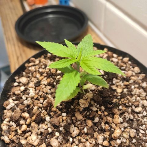 1 - Esperança - OG Kush growlog timeline photo