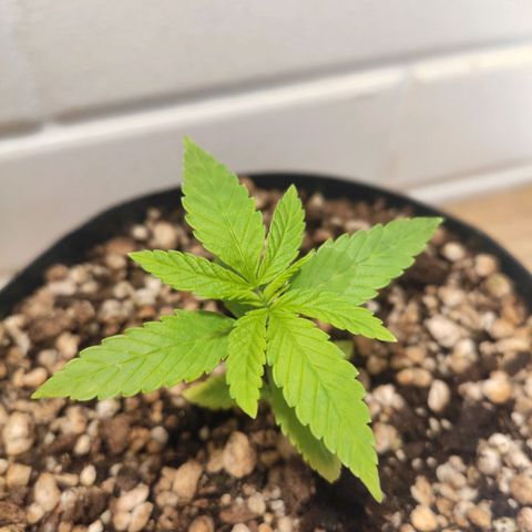 1 - Esperança - OG Kush growlog timeline photo