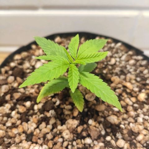 1 - Esperança - OG Kush growlog timeline photo