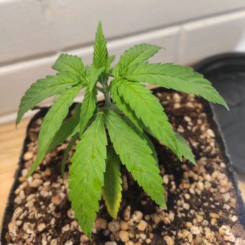 1 - Rock Baby - OG Kush growlog timeline photo