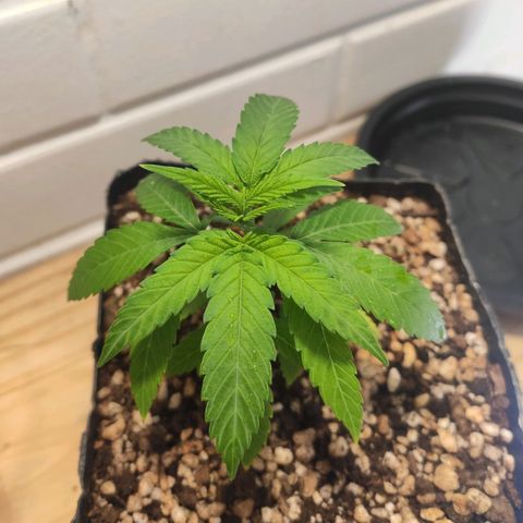 1 - Rock Baby - OG Kush growlog timeline photo