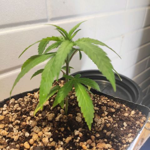 1 - Rock Baby - OG Kush growlog timeline photo