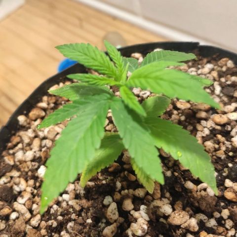 1 - Esperança - OG Kush growlog timeline photo