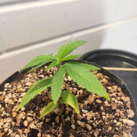 1 - Esperança - OG Kush growlog timeline photo
