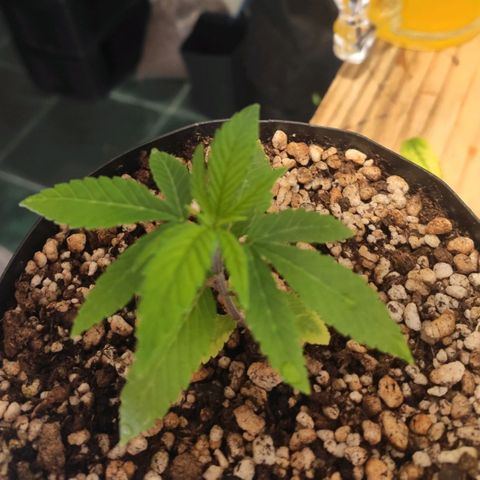 1 - Esperança - OG Kush growlog timeline photo