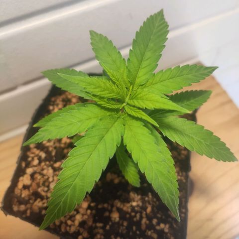 1 - Rock Baby - OG Kush growlog timeline photo