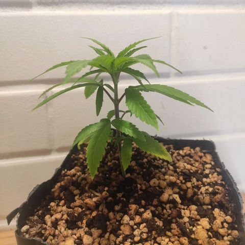 1 - Rock Baby - OG Kush growlog timeline photo