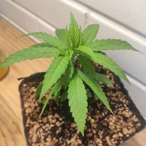 1 - Rock Baby - OG Kush growlog timeline photo