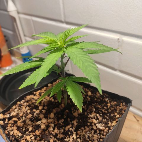 1 - Rock Baby - OG Kush growlog timeline photo