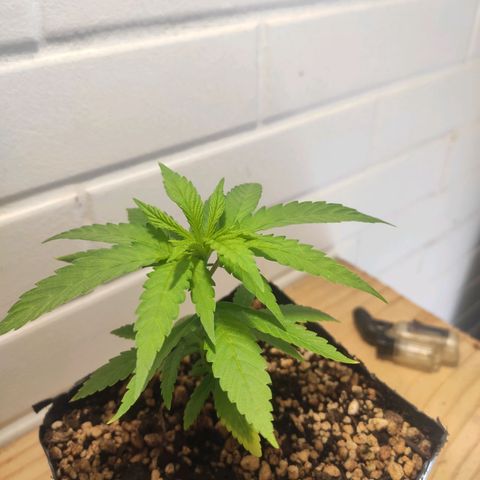 1 - Rock Baby - OG Kush growlog timeline photo
