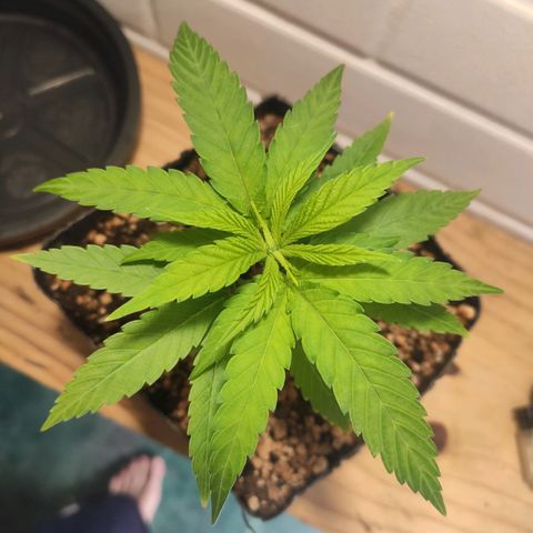 1 - Rock Baby - OG Kush growlog timeline photo