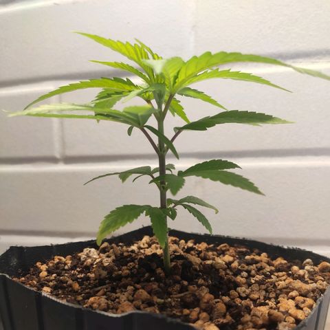 1 - Rock Baby - OG Kush growlog timeline photo