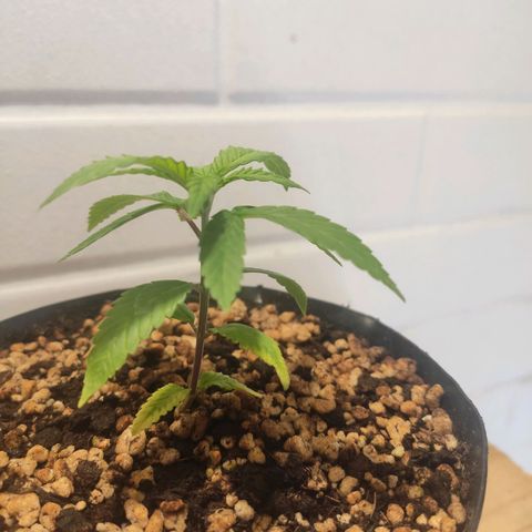 1 - Esperança - OG Kush growlog timeline photo