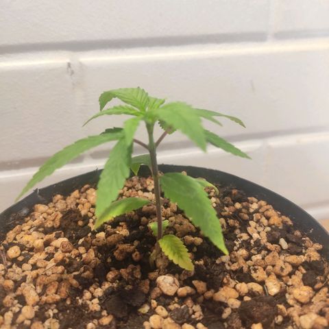 1 - Esperança - OG Kush growlog timeline photo