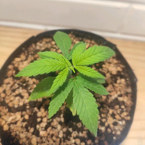 1 - Esperança - OG Kush growlog timeline photo