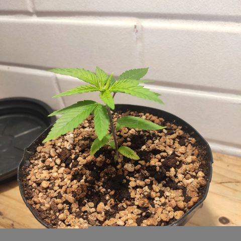 1 - Esperança - OG Kush growlog timeline photo