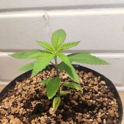 1 - Esperança - OG Kush growlog timeline photo