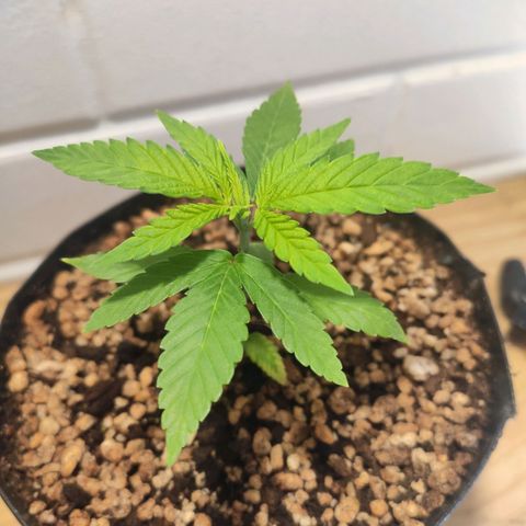 1 - Esperança - OG Kush growlog timeline photo