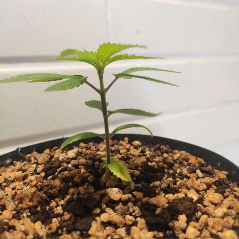 1 - Esperança - OG Kush growlog timeline photo