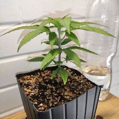 1 - Rock Baby - OG Kush growlog timeline photo