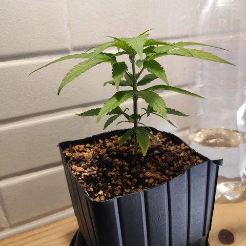 1 - Rock Baby - OG Kush growlog timeline photo