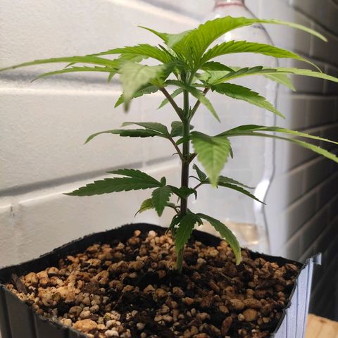 1 - Rock Baby - OG Kush growlog timeline photo