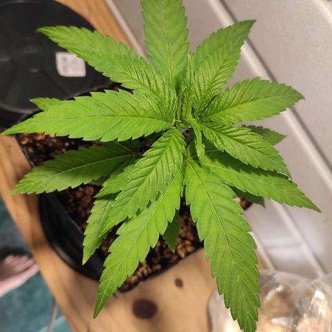 1 - Rock Baby - OG Kush growlog timeline photo